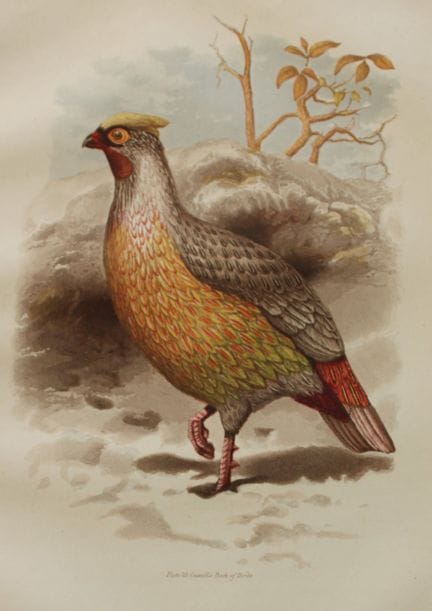 Thomas Rymer Jones - Sanguine Francolin 1869.

Thi