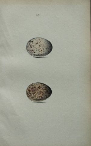 W. Hewitson – Gravure coloriée à la main représent