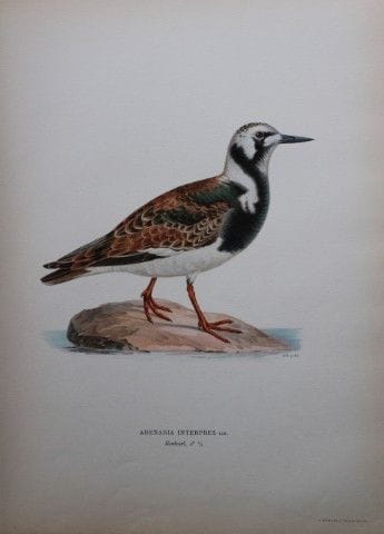 M. von Wright - Lithographie in-folio représentant