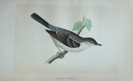 Charles Bree - Gravure coloriée à la main représen