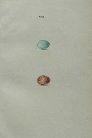 W. Hewitson – Gravure coloriée à la main représent