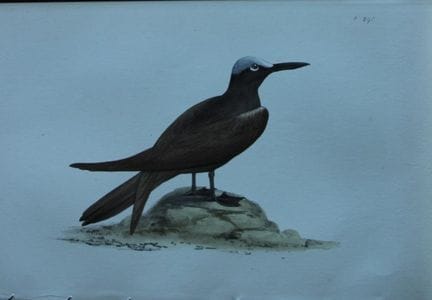 H.L. 迈耶——1857年黑鸬鹚彩色石版画。

这幅版画出自亨利·伦纳德·迈耶之手，选自威利斯与索
