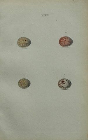 W. Hewitson – Gravure coloriée à la main représent