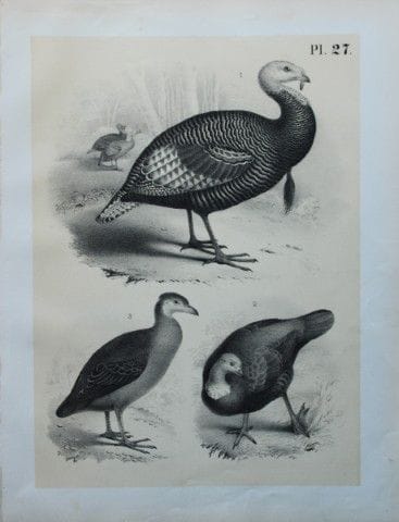 Theodore Jasper - Turkeys and Great-footed Hen 187