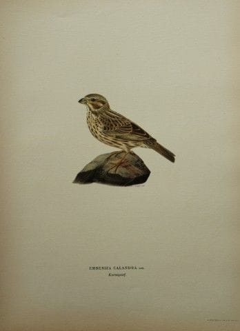 M. von Wright - Lithographie in-folio représentant