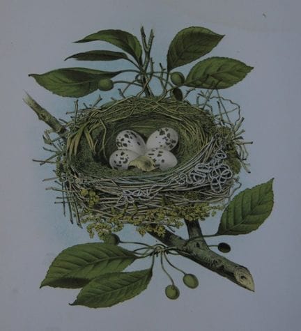 Thomas Gentry - Nid et œufs du tyran tritri, par E
