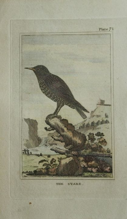 布丰——1812年《星鸦》手绘彩版画。

这幅手绘彩版画选自乔治-路易·勒克莱尔·布丰伯爵所著的《自