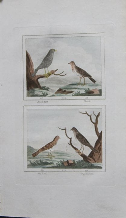 Buffon - Engraving of  Lark, Nightingale etc 1808.