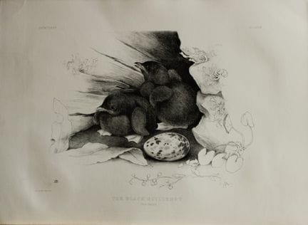Mme Jemima Blackburn – Lithographie représentant d
