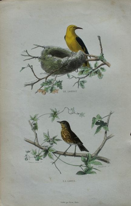 Edouard Travies - Engraving of Golden Oriole and S