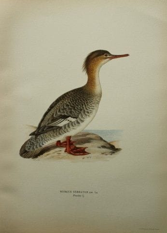 M. von Wright - Lithographie in-folio représentant