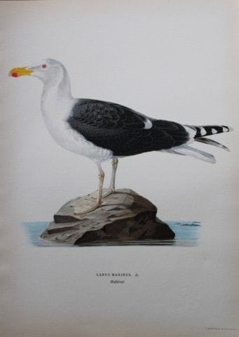 M. von Wright - Lithographie in-folio représentant