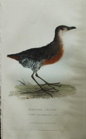 Baron Cuvier - Râle à bandeaux, 1829.

Cette gravu