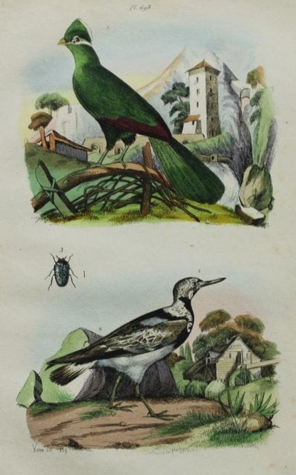 FE Guerin-Meneville - Antique print of Touraco and