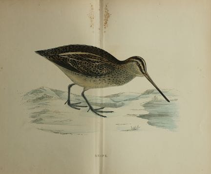 Beverley Morris - Lithographie d'une bécassine des