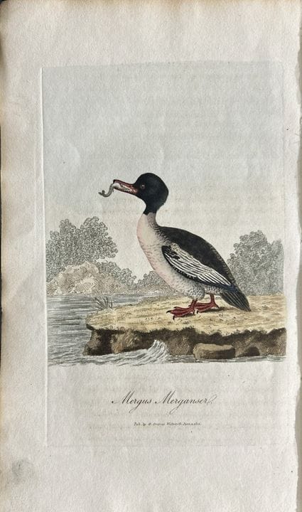 George Graves - Gravure rare représentant le harle