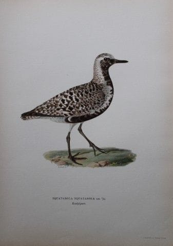 M. von Wright - Lithographie in-folio représentant