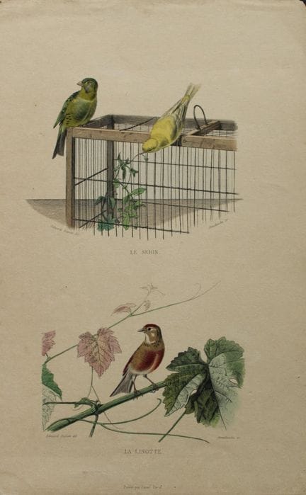 Edouard Travies - Engraving of Canary and Linnet 1