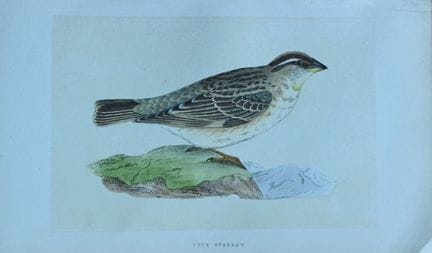 Charles Bree - Gravure coloriée à la main représen