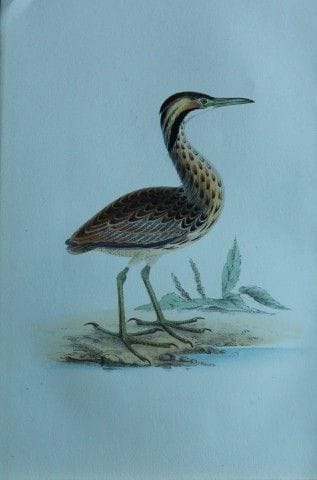 H.L. 迈耶——1857年美国大鹭的彩色石版画。

这幅版画由亨利·伦纳德·迈耶创作，出自威利斯与