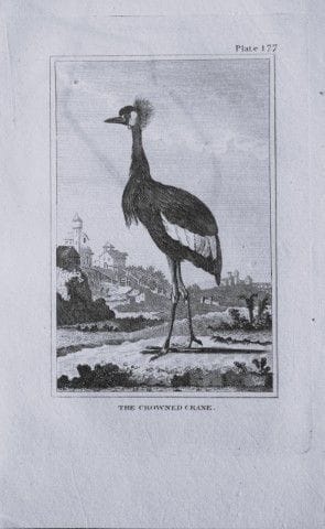 Buffon - Gravure représentant une grue couronnée, 