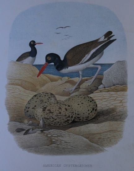 Thomas Gentry - Huîtrier d'Amérique, par Edwin She