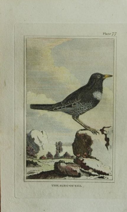 布丰——1812年手绘彩版画《黑鸫》。

这幅手绘彩版画出自乔治-路易·勒克莱尔·布丰伯爵所著的《自