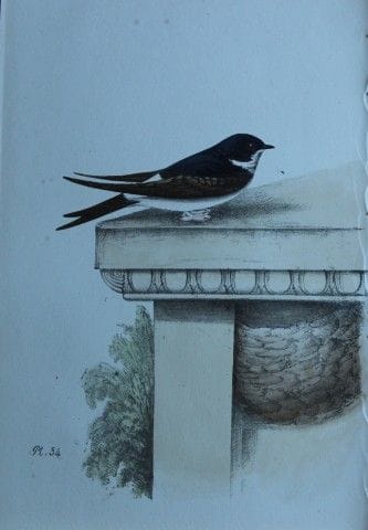 H.L. 迈耶——1857年马丁的彩色石版画。

这幅版画出自亨利·伦纳德·迈耶之手，选自威利斯与索