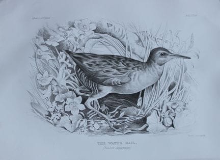Mme Jemima Blackburn - Lithographie représentant l