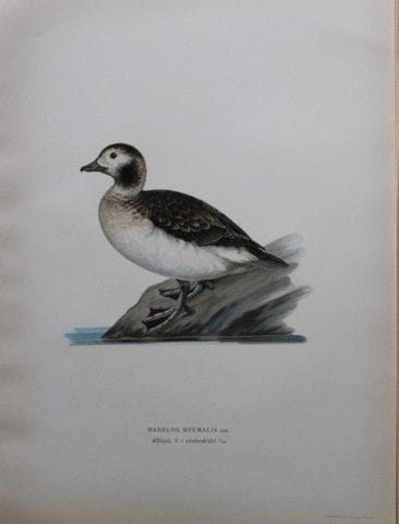 M. von Wright - Lithographie in-folio représentant