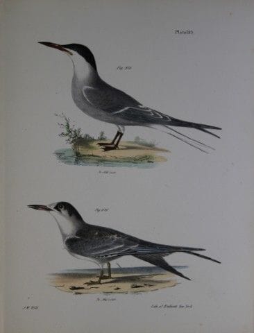 詹姆斯·E·德凯——CXXV号版画 《普通燕鸥，成鸟与幼鸟》，1844年。

这幅19世纪的原创且引