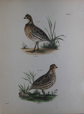 詹姆斯·E·德凯——LXXV号版画 《美洲鹌鹑，雄雌两性》，1844年。

这幅19世纪独具匠心且引