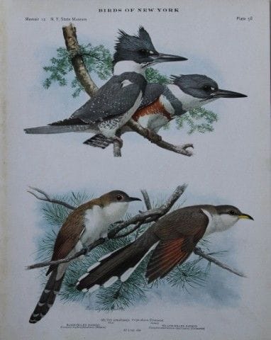 L. Agassiz Fuertes - Chromolithographie représenta
