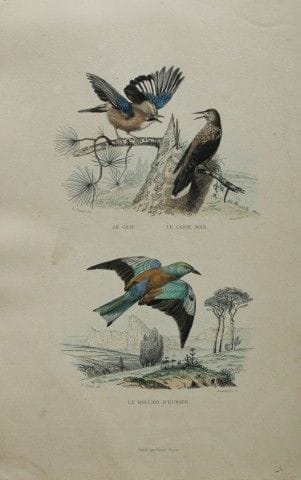 Edouard Travies - Engraving of Jay and Roller 1839