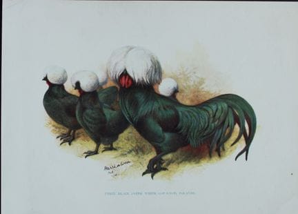 Harrison Weir -  Black Polish 1902.

Cette planche