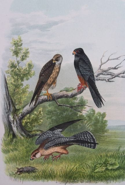 Riesenthal - Large chromolithograph of Red-footed 