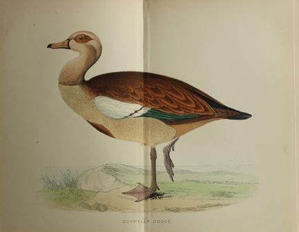 Beverley Morris - Lithographie représentant une oi