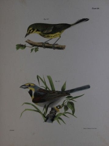 詹姆斯·E·德凯——第XLIX版画 《草原莺与黑喉画眉》 1844年。

这幅19世纪的原创且引人注