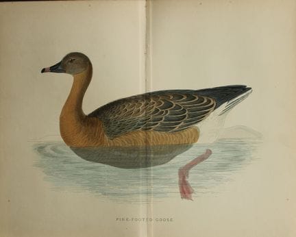 Beverley Morris - Lithographie d'une oie à bec ros