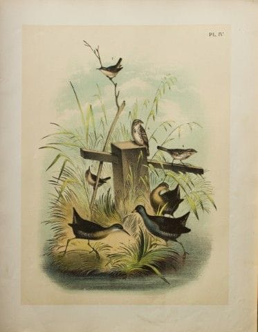 雅各布·斯图德——西奥多·贾斯珀所作《铁轨与麻雀》，1888年。

我们很高兴能提供这些色彩绚丽的石