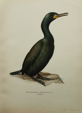 M. von Wright - Lithographie in-folio représentant