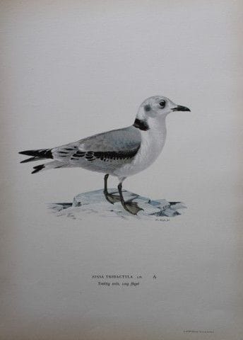 M. von Wright - Lithographie in-folio représentant
