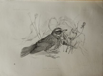 Mme Jemima Blackburn - Lithographie représentant l