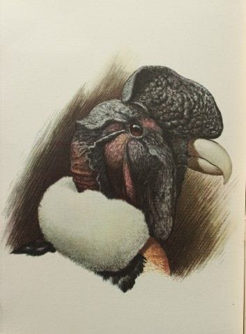Amuchastegui - Lithographie représentant un condor