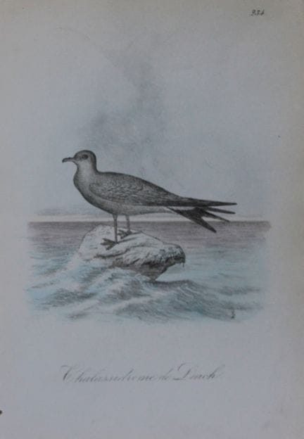 Charles Dubois - Lithographie rare représentant l'