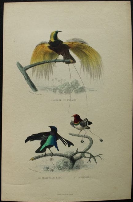 Edouard Travies - Bird of Paradise and Manucode fr