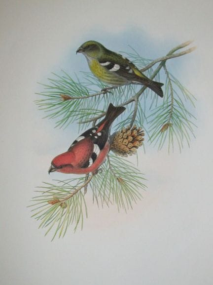 John Gould -  Le bec-croisé à ailes blanches  tiré