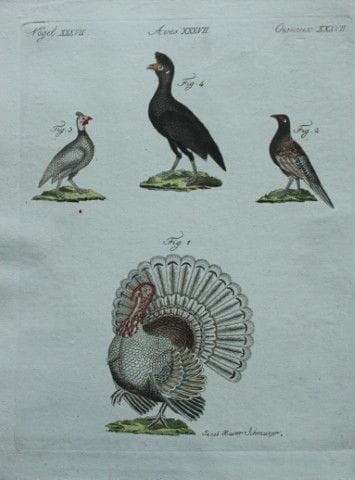 FJ Bertuch & Jakob X Schmuzer - Engravings of Turk