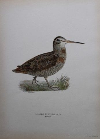 M. von Wright - Lithographie in-folio représentant