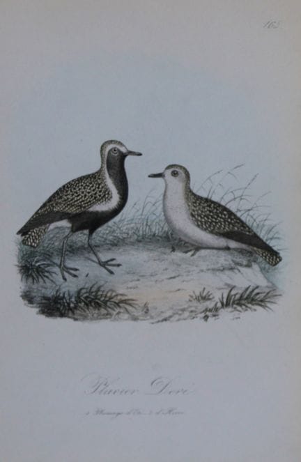 Charles Dubois - Lithographie rare représentant un